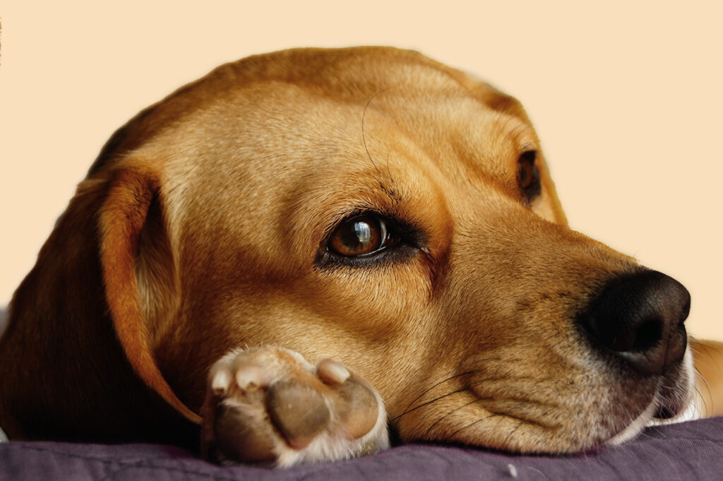 Retriever Hund mit Pfote